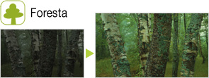 Foresta
